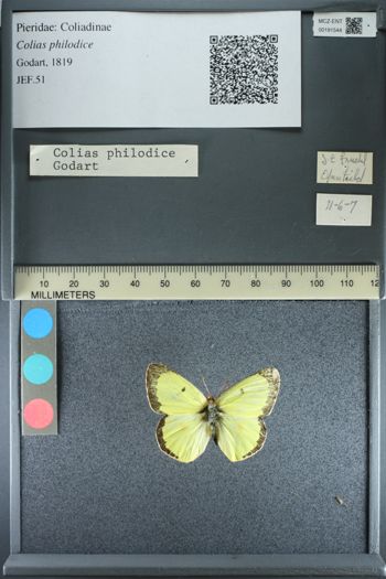 Media type: image;   Entomology 191544